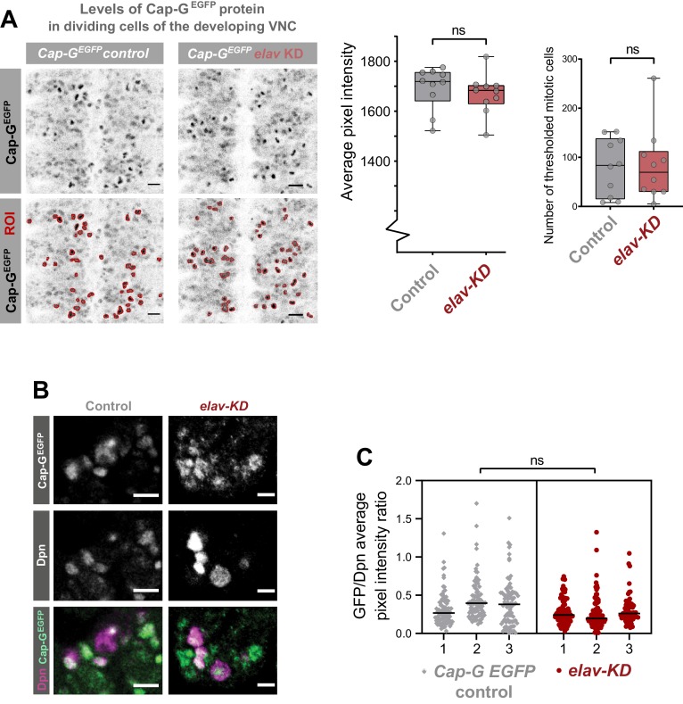 Figure 2—figure supplement 1.