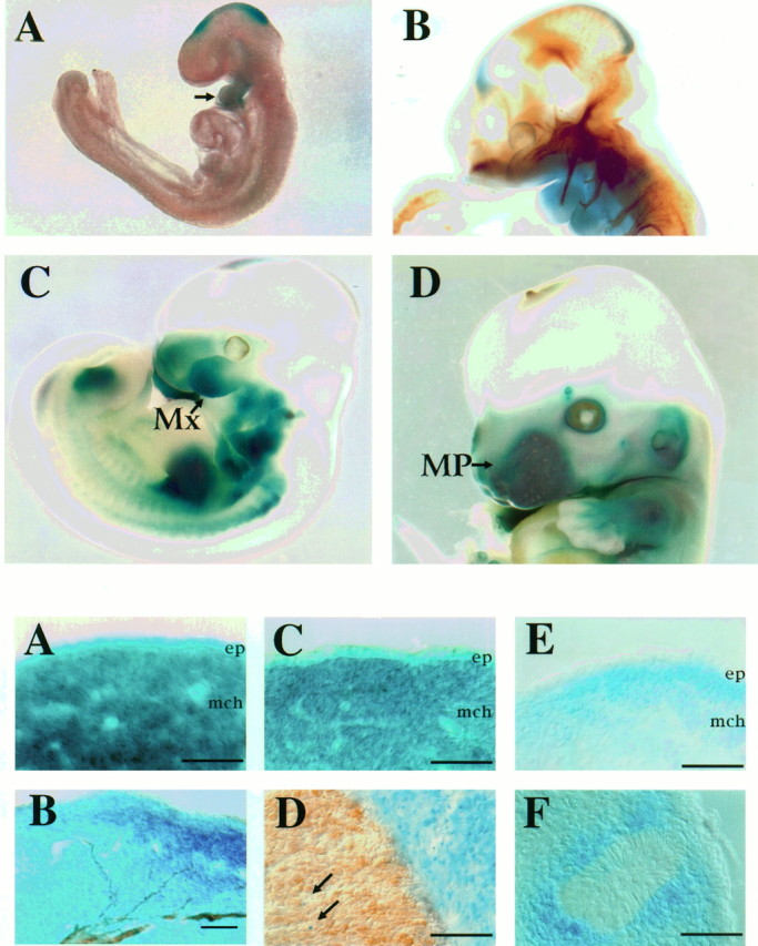 Fig. 3.