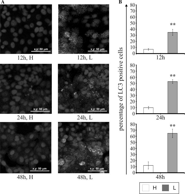 Fig. 7