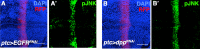 Figure 2—figure supplement 4.