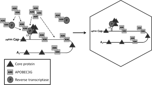 FIG. 8.