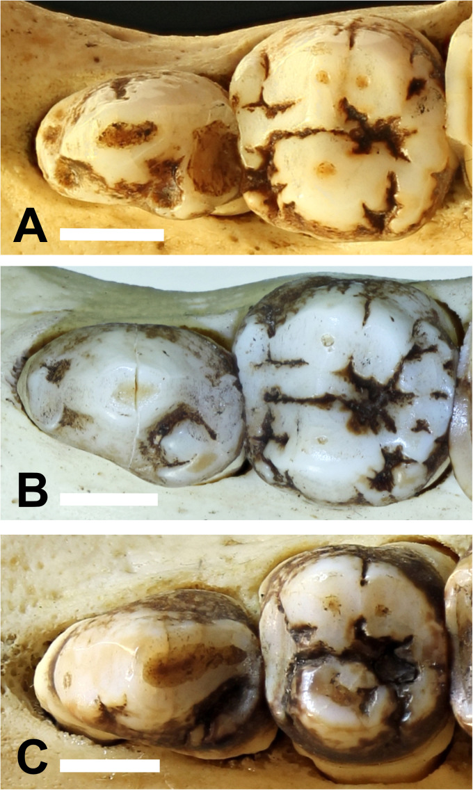 Figure 6.