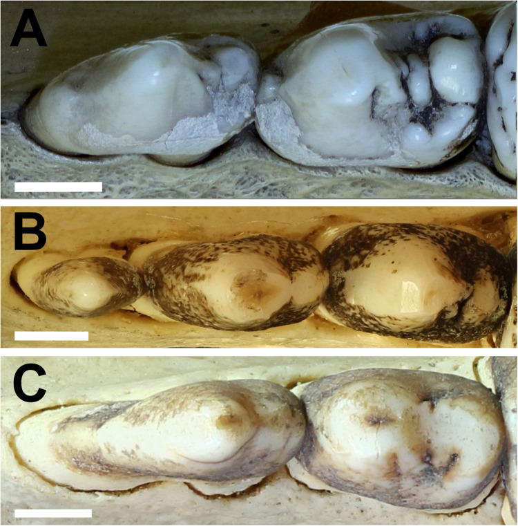 Figure 7.