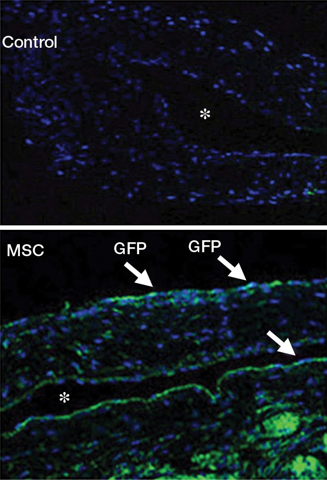 Figure 1a: