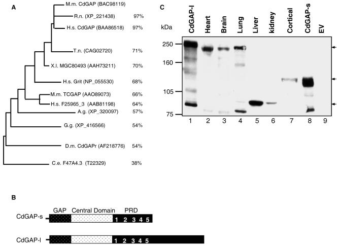 FIG. 1.