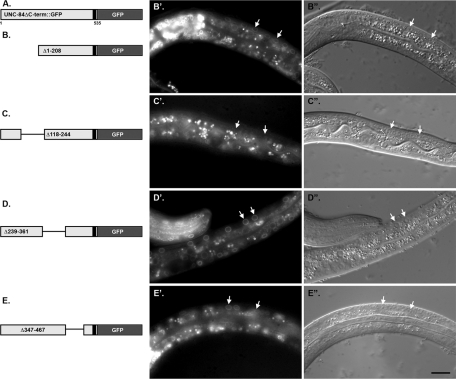 FIGURE 4: