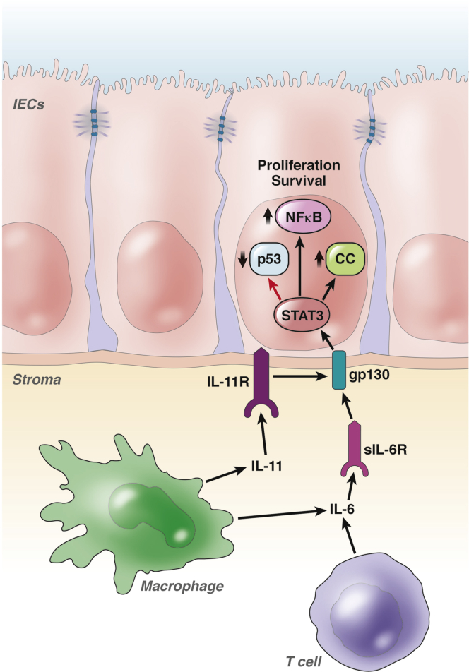 Figure 2