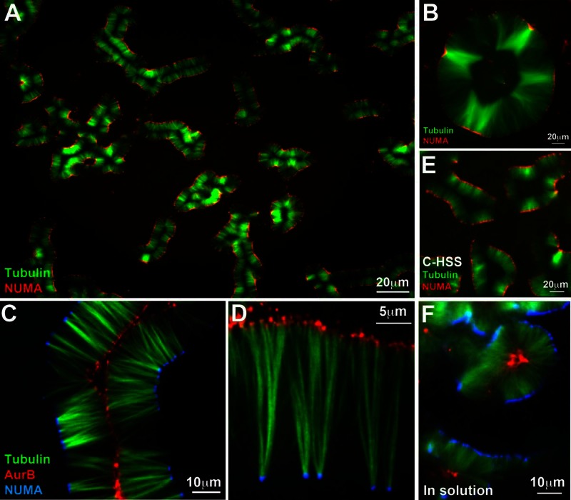 FIGURE 1: