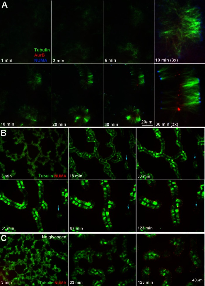 FIGURE 2: