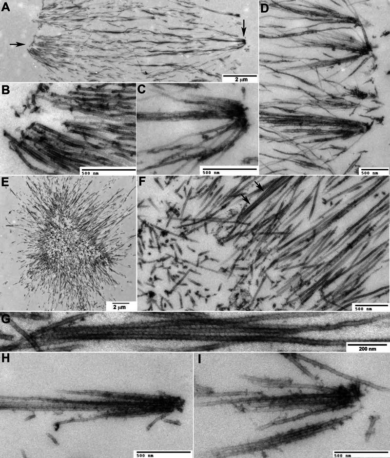 FIGURE 5: