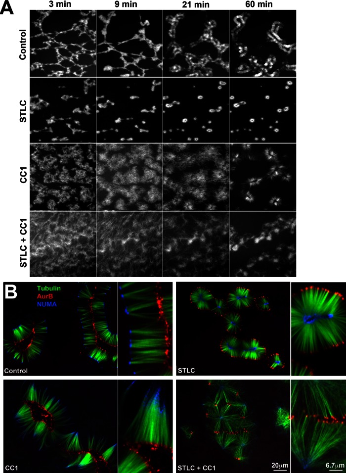 FIGURE 6: