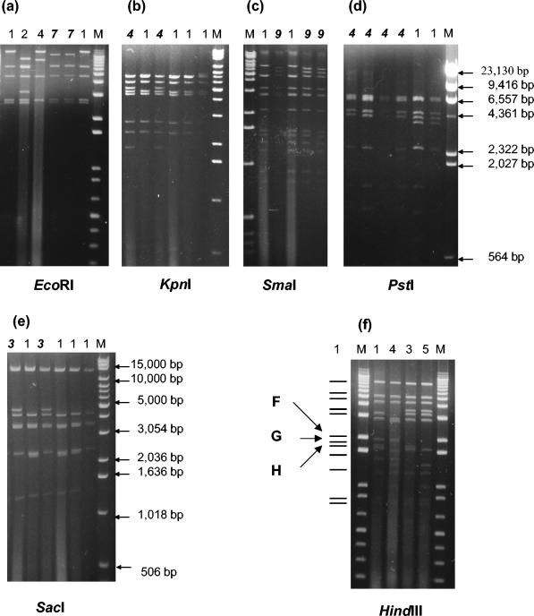 FIG. 1.