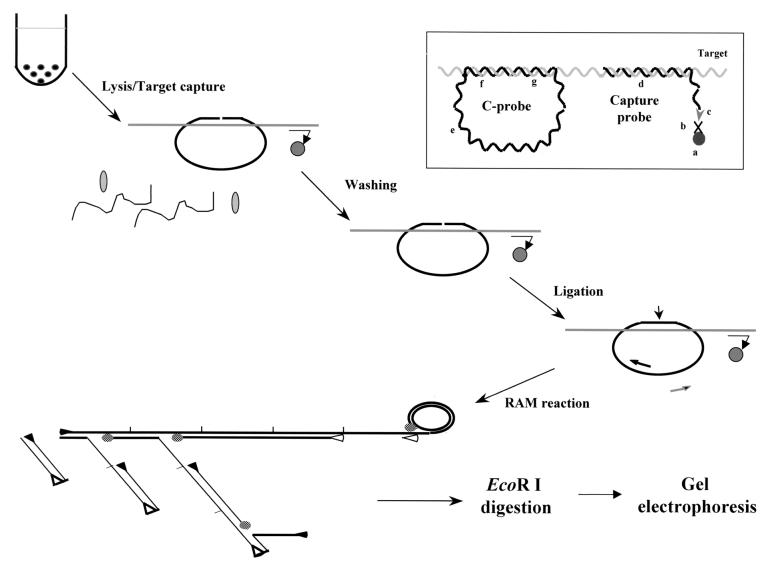 FIG. 1.