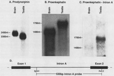 graphic file with name molcellb00058-0275-a.jpg