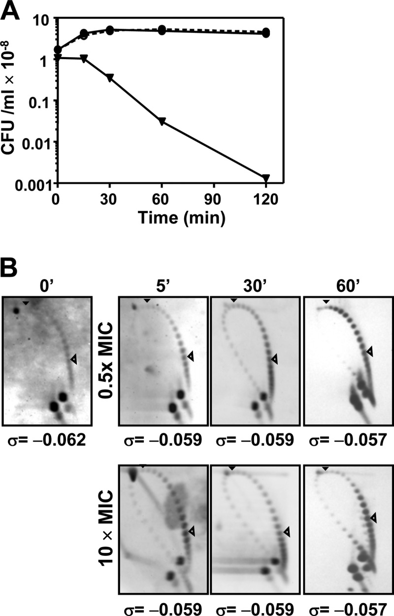 FIG 1