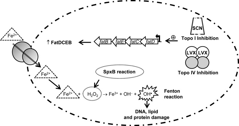 FIG 6