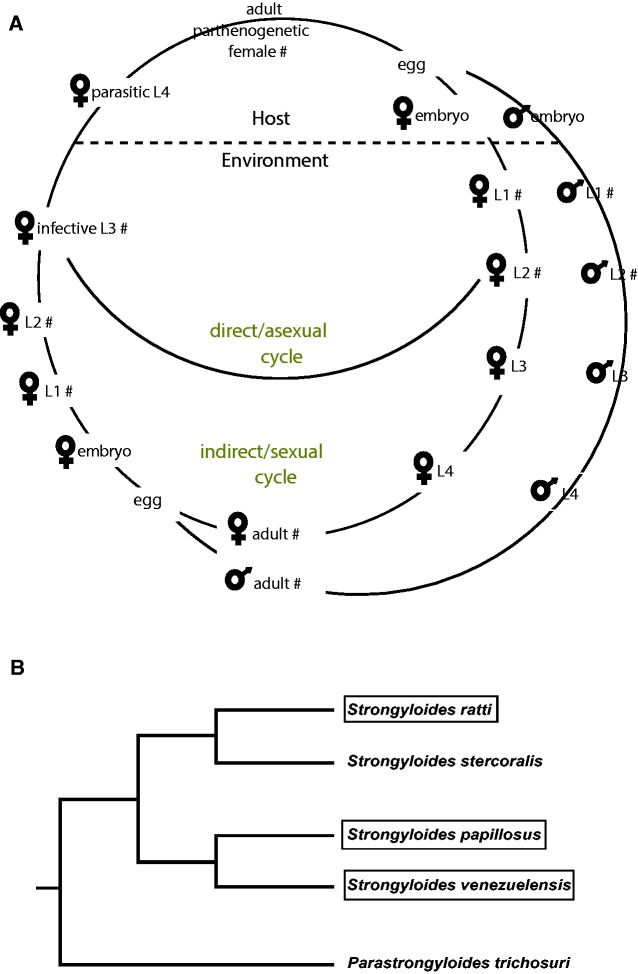 Fig. 1.—