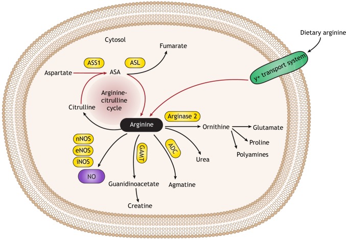 Fig. 1.