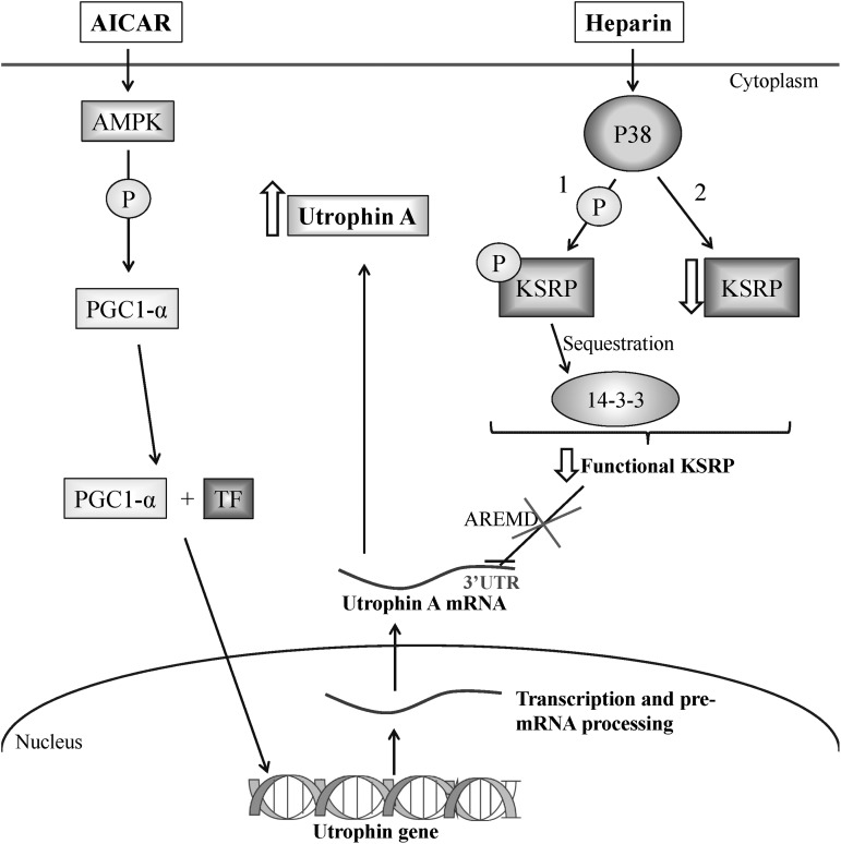 Figure 11.