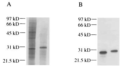 FIG. 8