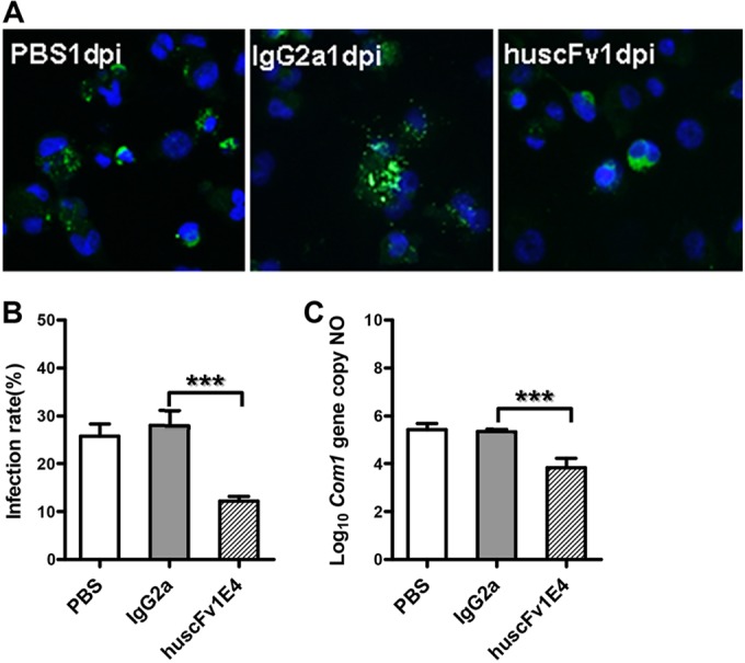 FIG 6