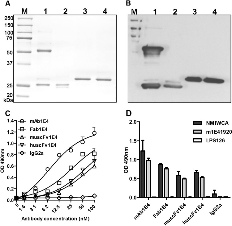 FIG 3