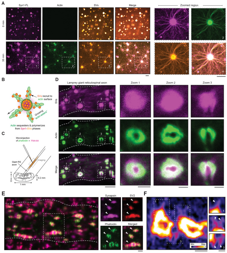 Figure 3: