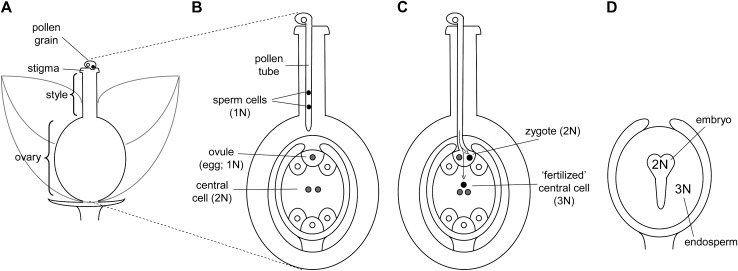 Figure 1.—