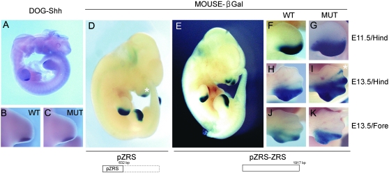 Figure 4.—