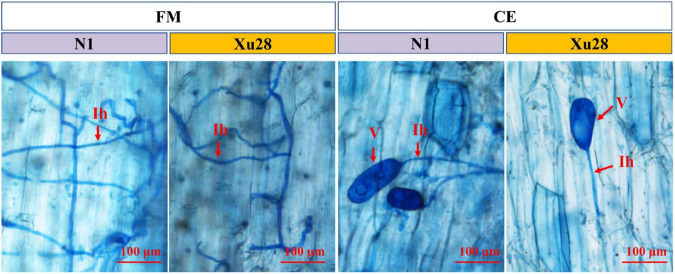 FIGURE 1