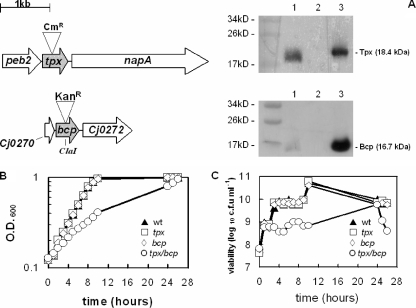 FIG. 1.