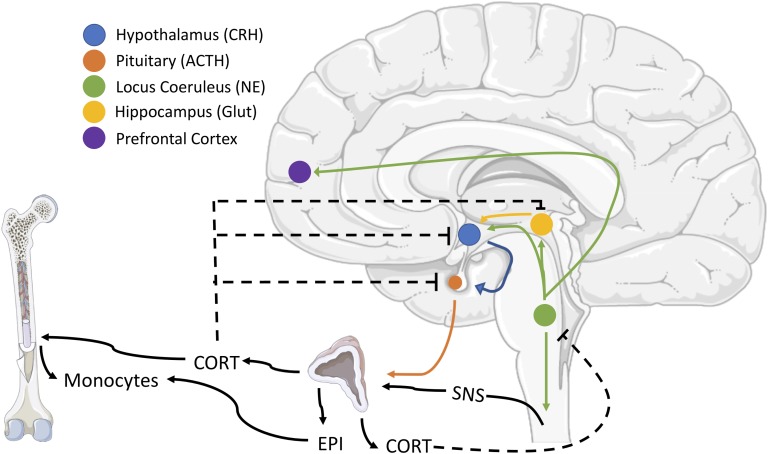 Figure 4.