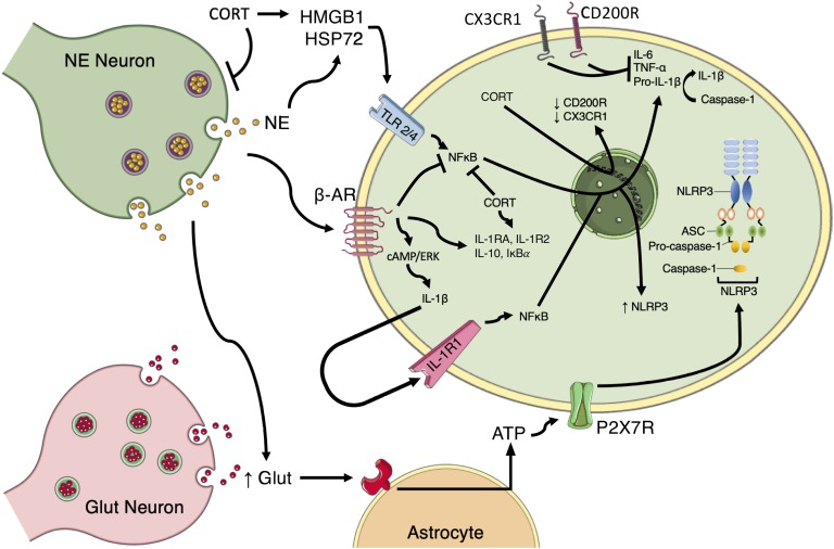 Figure 2.