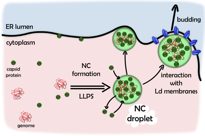 Figure 5