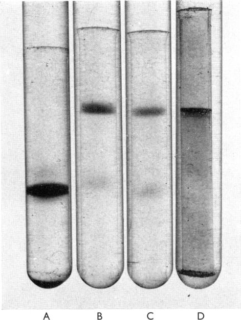 PLATE 1