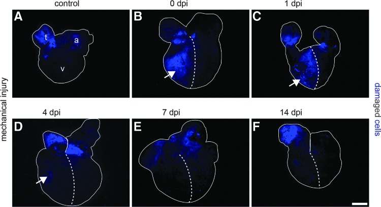 FIG. 2.