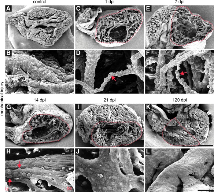 FIG. 4.