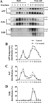 FIG 12