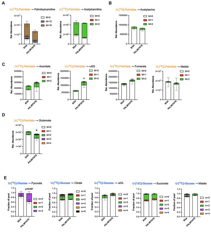 Figure 4—figure supplement 1.