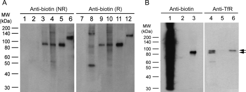 Fig. 6
