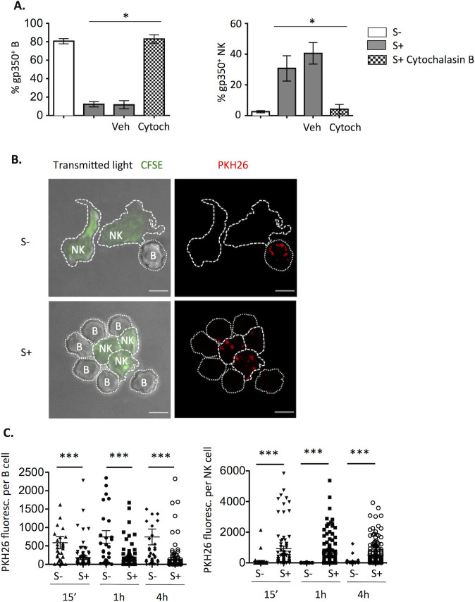 Fig 5