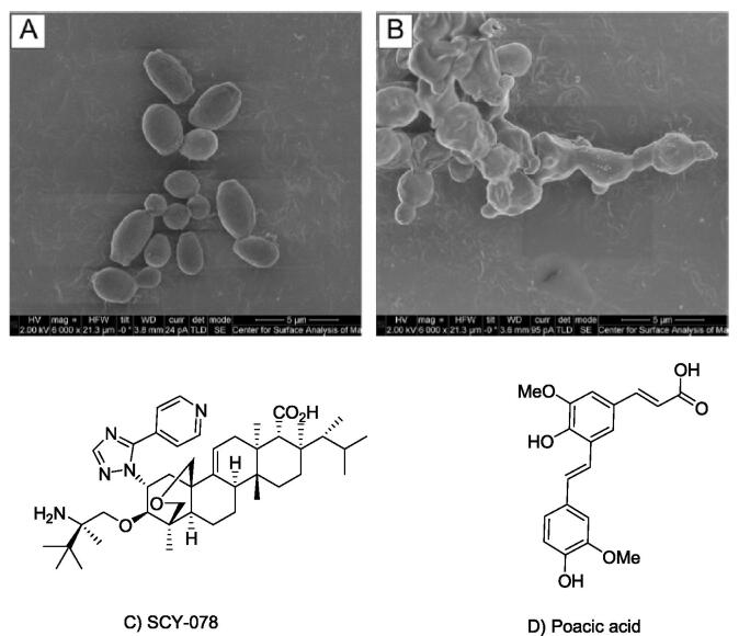 Fig. 6