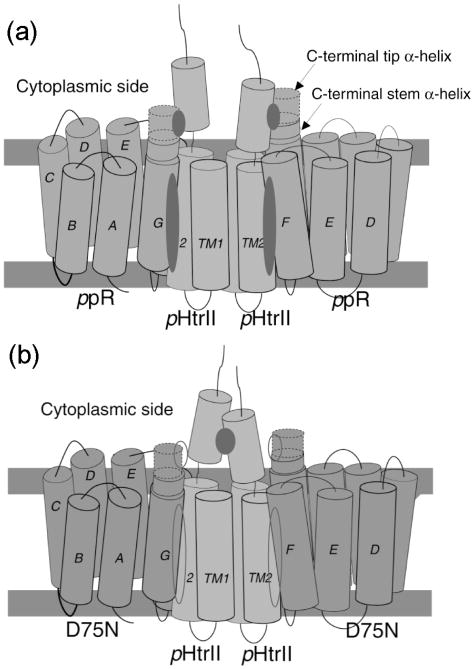 Fig. 33