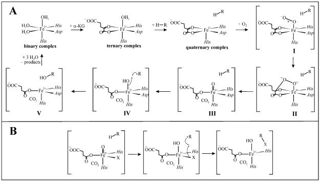 SCHEME 1