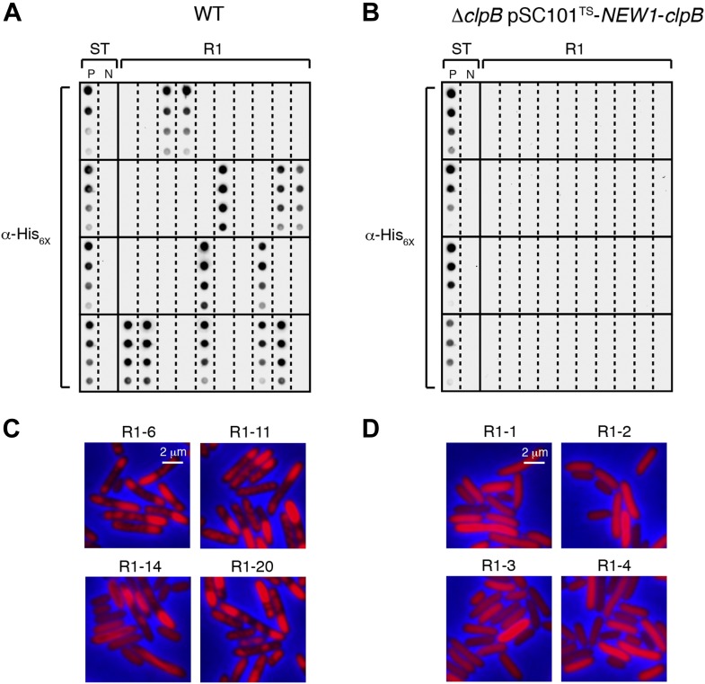 Figure 6—figure supplement 2.