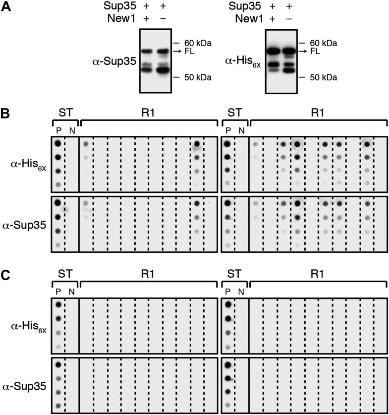 Figure 1—figure supplement 1.