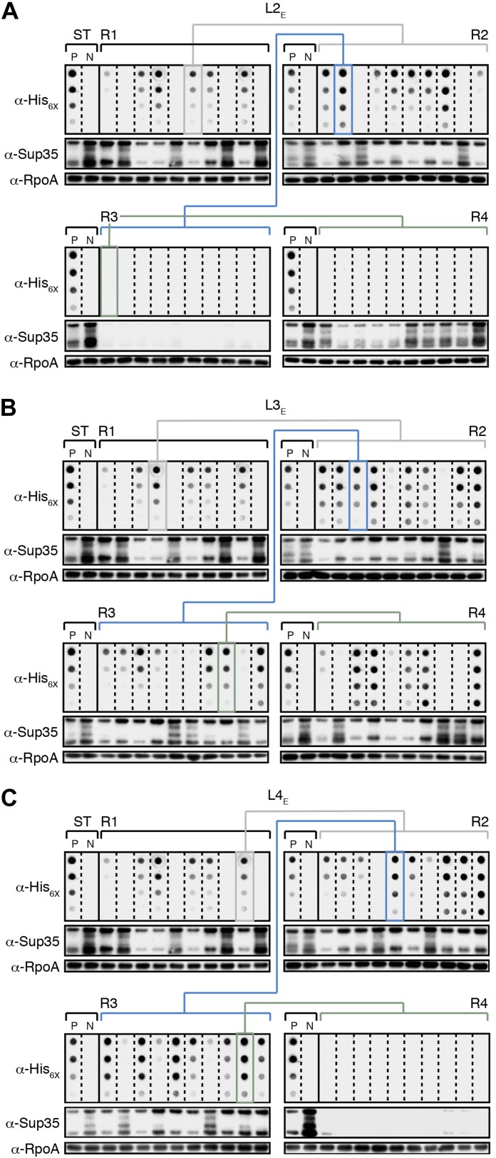 Figure 4—figure supplement 1.