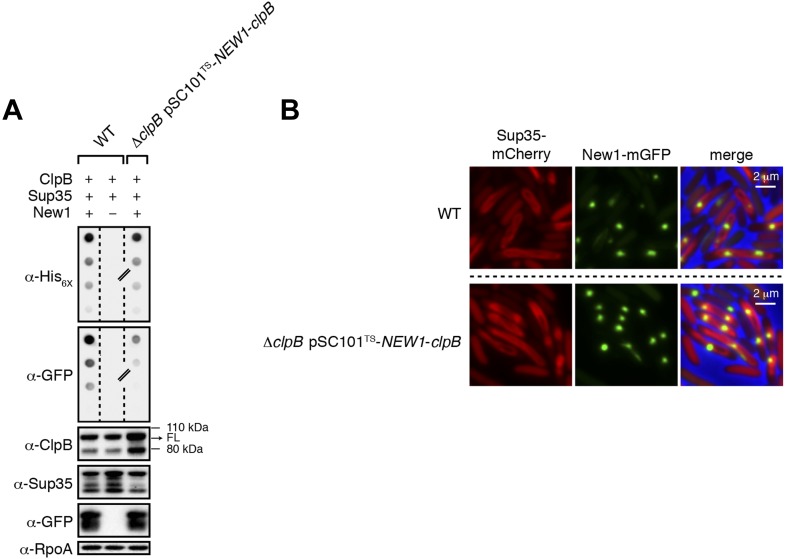 Figure 6—figure supplement 1.