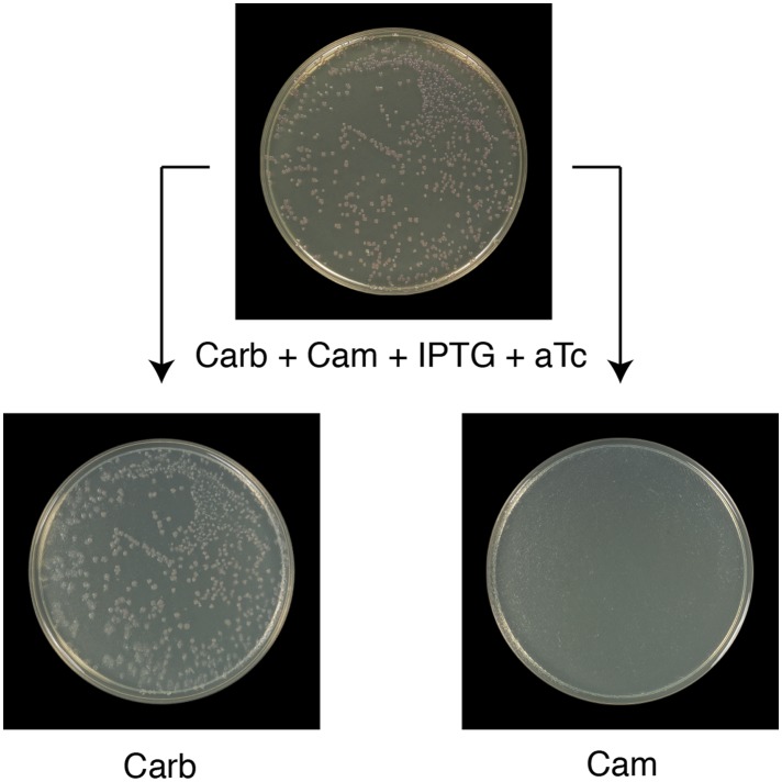 Figure 7—figure supplement 1.