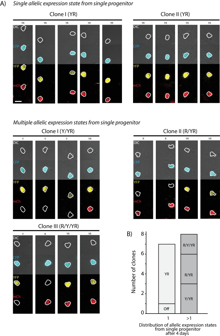 Figure 2—figure supplement 1.